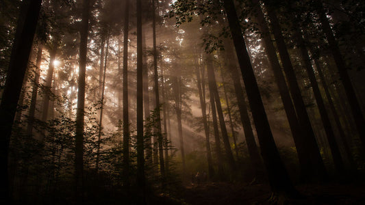 The Modern Naturalist