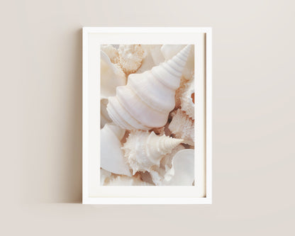 Seashells Print