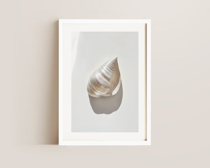 Silver Shell Print