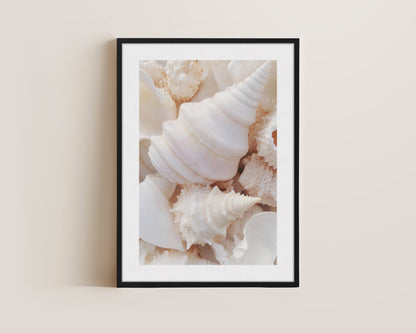 Seashells Canvas