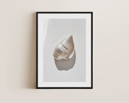Silver Shell Canvas