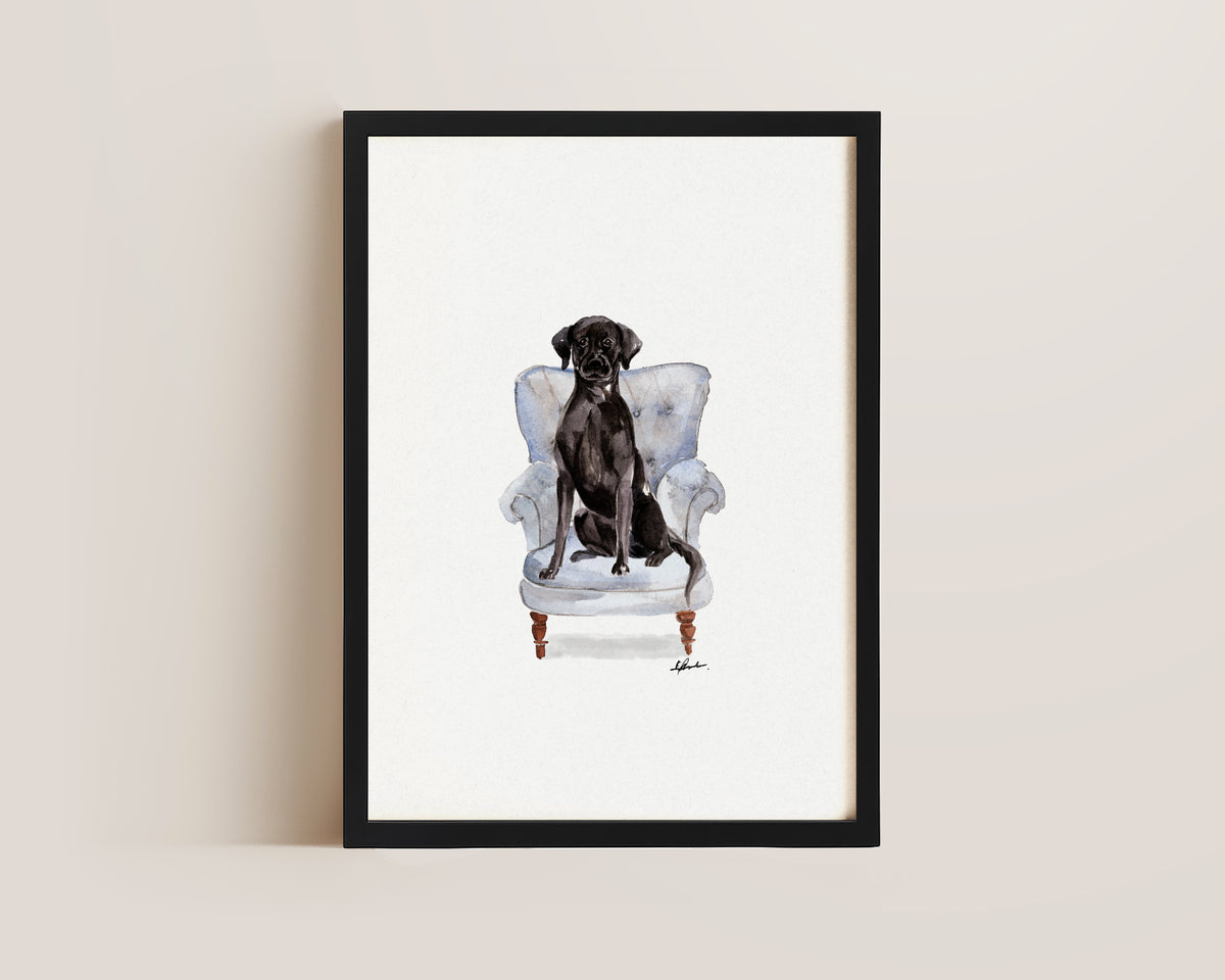Black Labrador in Chair Print