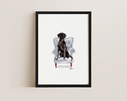 Black Labrador in Chair Print