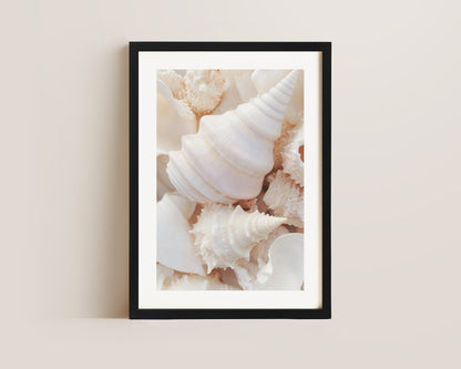 Seashells Print