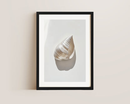 Silver Shell Print