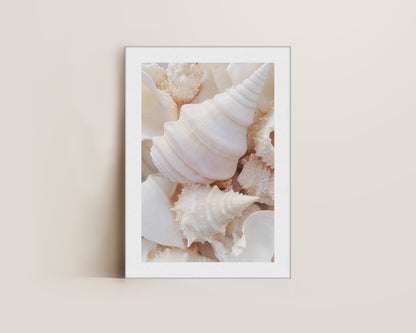 Seashells Canvas