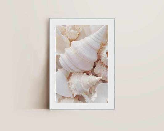Seashells Canvas