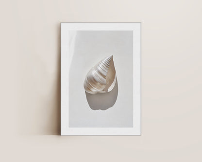 Silver Shell Canvas