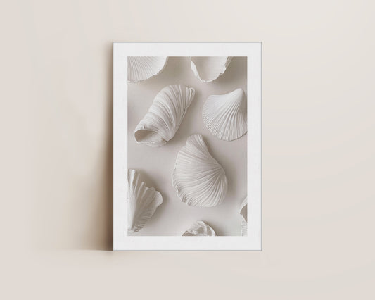 White Shells Canvas