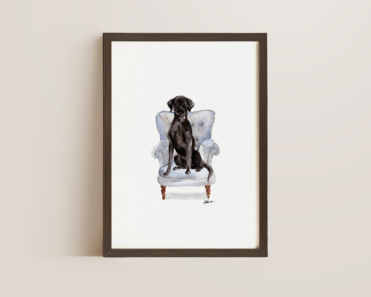 Black Labrador in Chair Print