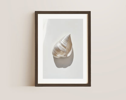 Silver Shell Print