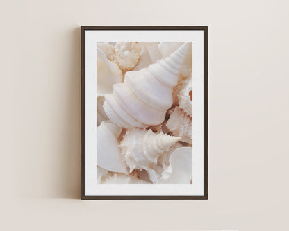 Seashells Canvas