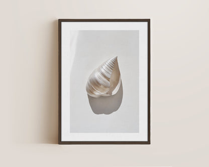 Silver Shell Canvas