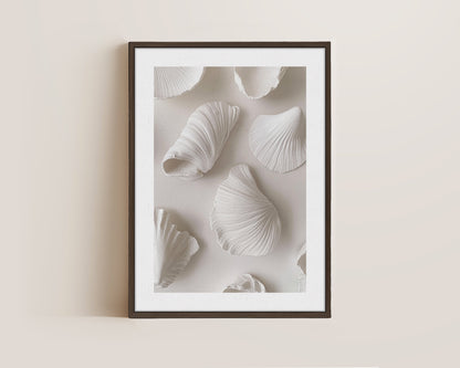 White Shells Canvas