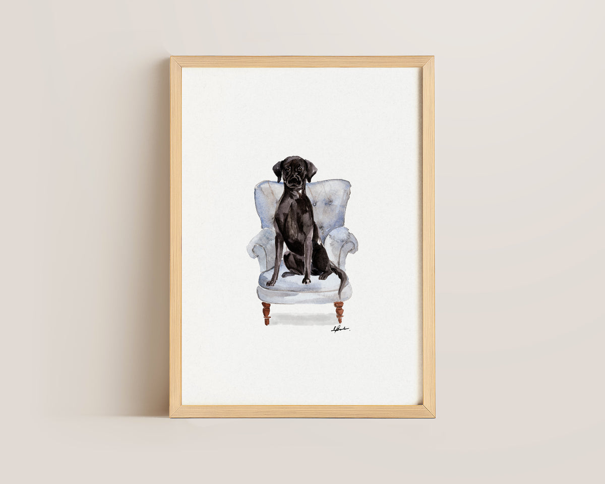 Black Labrador in Chair Print
