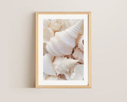 Seashells Print