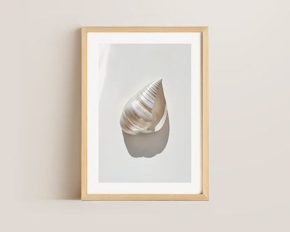 Silver Shell Print