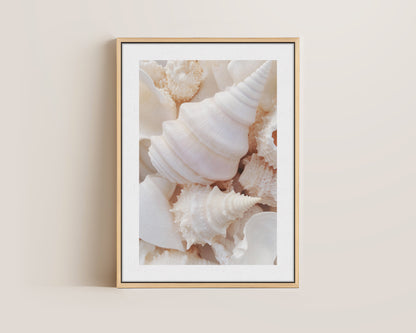 Seashells Canvas