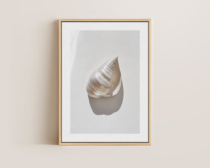 Silver Shell Canvas