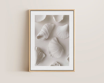 White Shells Canvas