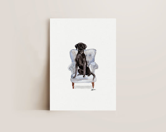 Black Labrador in Chair Print