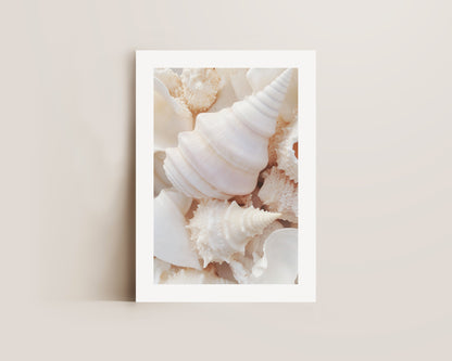 Seashells Print