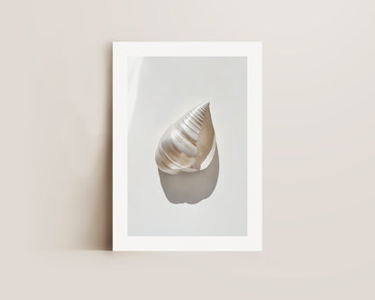 Silver Shell Print