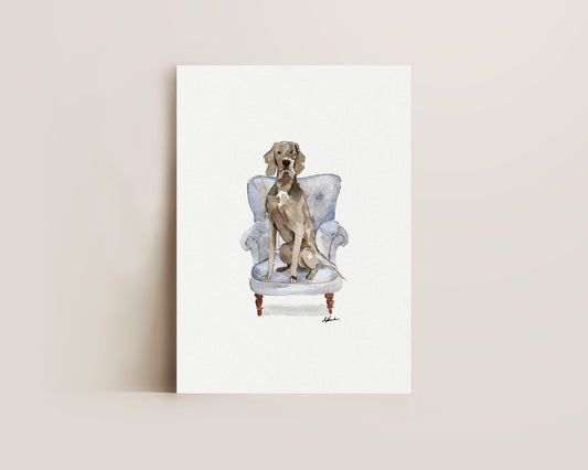 Weimaraner in Chair Print