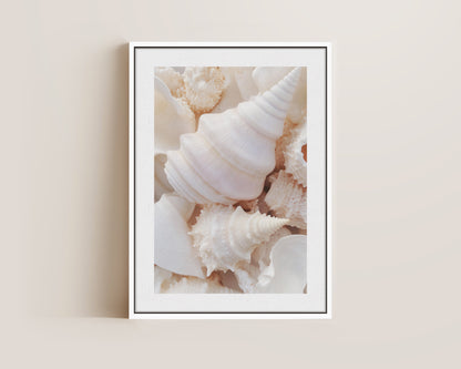 Seashells Canvas