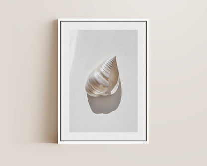 Silver Shell Canvas